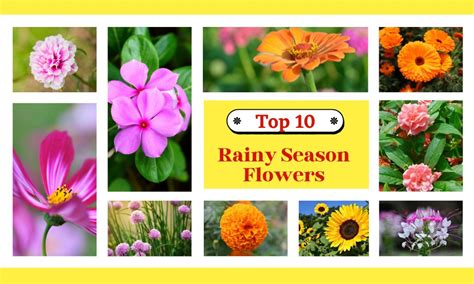 Monsoon Season Flowering: Top 10 Flower Seeds To Sow During The Rainy ...