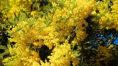 Download Wattle Nature Mimosa HD Wallpaper