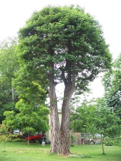 Sassafras Tree Seeds Sassafras albidum 25 Seeds