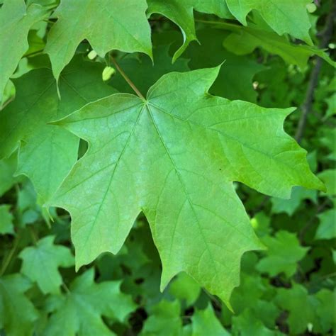 Common Tree Leaf ID: Palmate Leaves | Tyler Arboretum