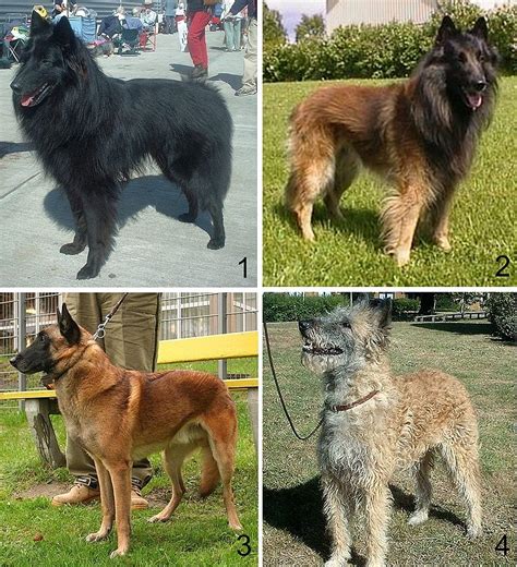 Belgian Shepherd - Wikipedia