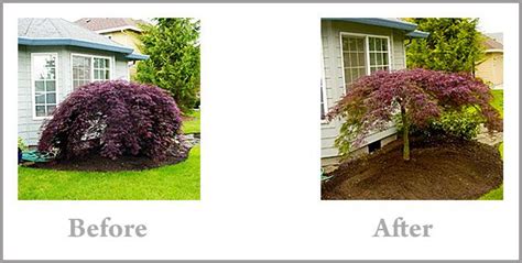 Before and after, pruning Japanese maples | Pruning japanese maples, Japanese maple tree ...