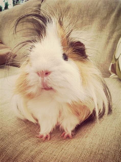 Silkie Guinea Pig for sale – Dog Kennel