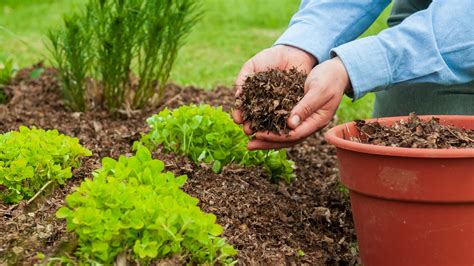 Why Your Garden Needs Mulch (Assuming You Do It Right) - The New York Times