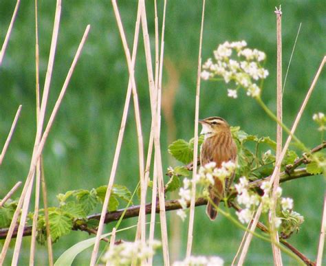 Sedge Warbler,... 021a | Sedge Warbler, A summer visitor fro… | Flickr