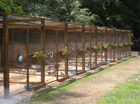 New chicken pens we built. | BackYard Chickens