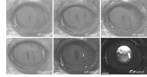 Results of pupillometry. One example frame obtained with the camera... | Download Scientific Diagram