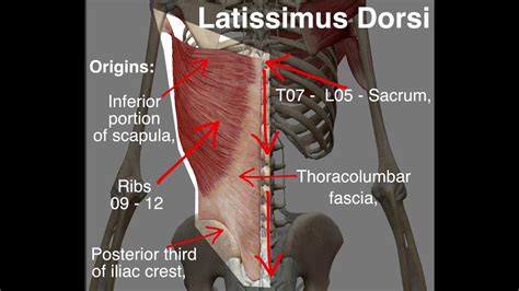 Latissimus Dorsi Origin