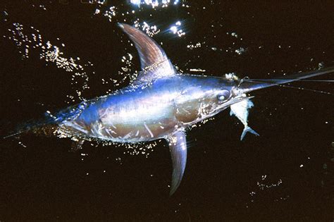 Swordfish Fishing Charters | South Florida & Miami