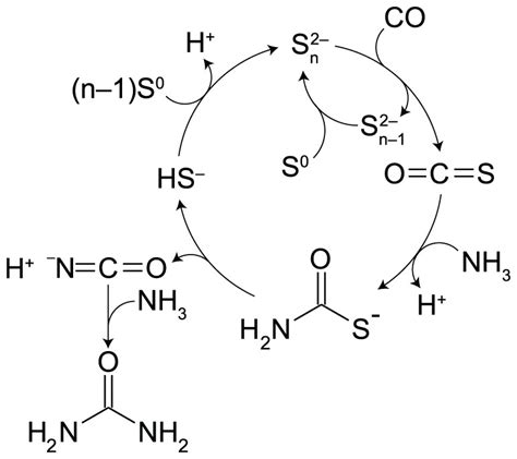 Polysulfide-assisted urea synthesis from carbon monoxide and ammonia in ...