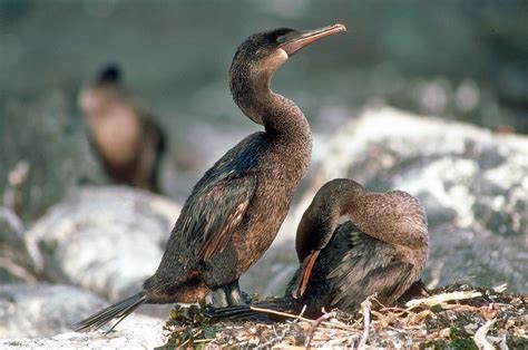 Flightless cormorant - Phalacrocorax harrisi, Galapagos Pictures and ...