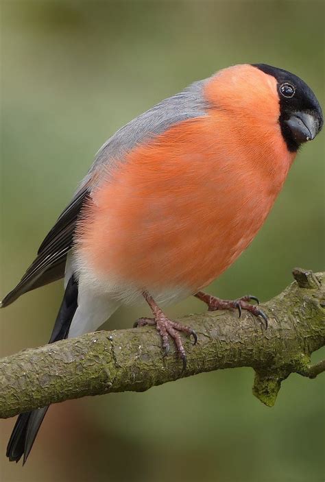 Picture of a bullfinch bird - About Wild Animals