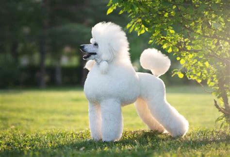 7 Standard Poodle Grooming Styles - PatchPuppy.com