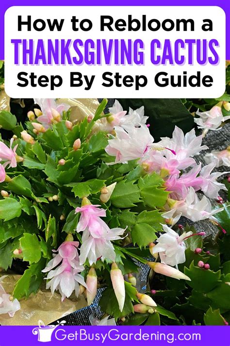 Reblooming Your Thanksgiving Cactus In 3 Easy Steps - Get Busy Gardening | Thanksgiving cactus ...