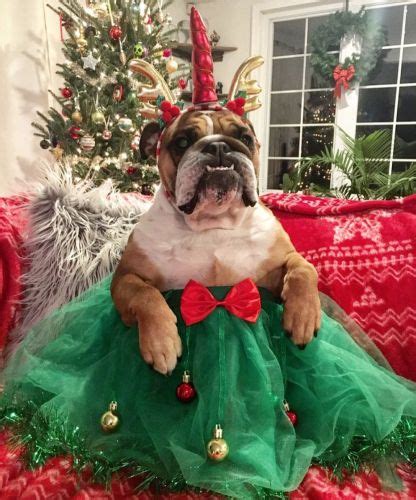 The Best Christmas Costumes for Your Dog | Christmas dog costume, Dog christmas photos ...