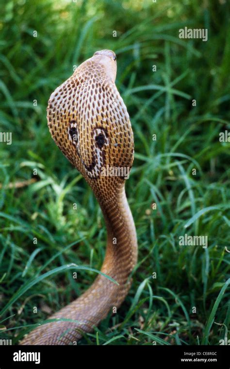 King Cobra with hood open ; Naga panchami Festival of snake ; Nag cobra ...