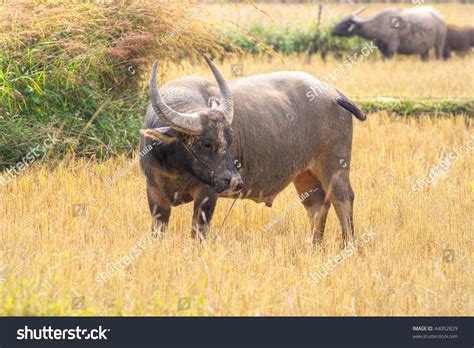 Asian Water Buffalo In His Habitat, Near Mekong River, Cambodia. Stock ...