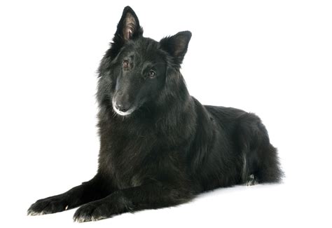 Belgian Shepherd Dog Groenendael Breed Guide | Petbarn