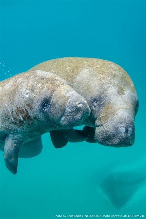 Manatee Appreciation Day | Animales, Animáles de océano, En peligro de extincion