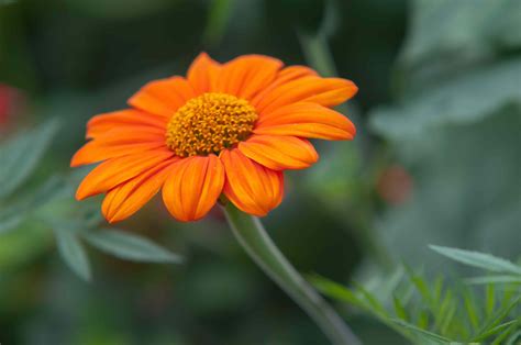 Mexican Sunflowers: Care and Growing Guide