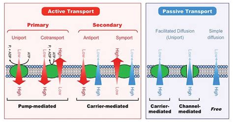 Active vs. Passive Transport: 18 Differences, Examples