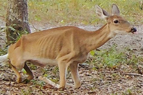 New study postulates that eating CWD infected venison can be fatal for humans - Alabama Gazette