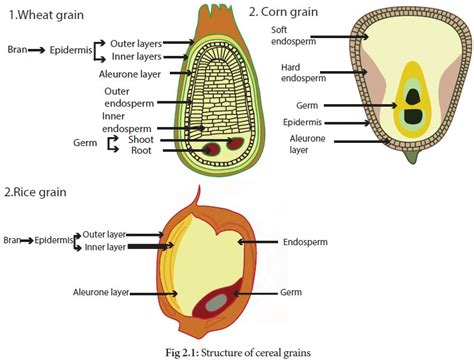 Structure of cereal grains