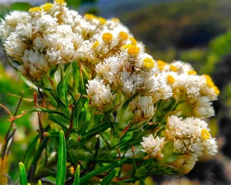 Kata Mutiara Bunga Edelweiss - Katarindu