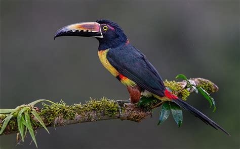 Wallpaper Toucan, colorful feathers, tail, tree branch 1920x1200 HD Picture, Image