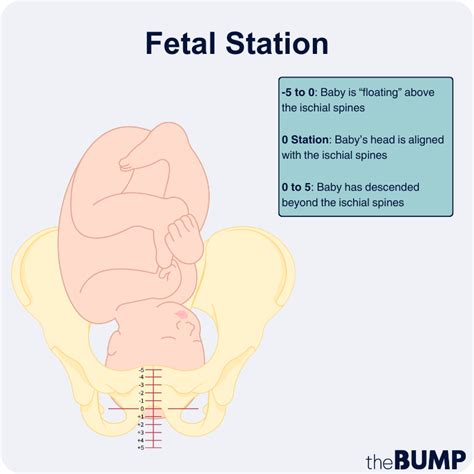 Fetal Station: Definition, Chart and More - Health Reporter