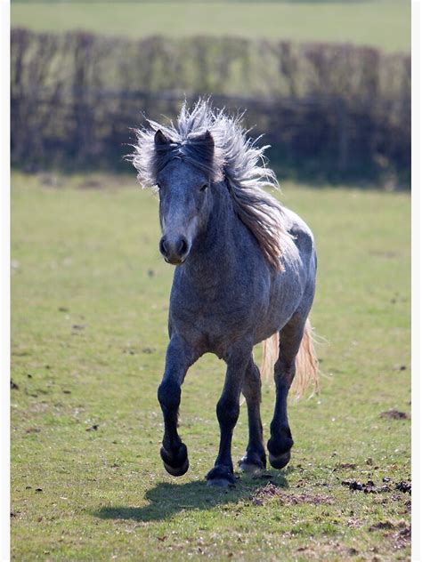 "Eriskay Pony" Poster by blueinfinity | Redbubble