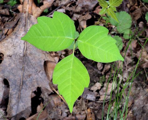 Leaves of three, let it be: How to avoid poison ivy and its itchy rash | Forest Preserve ...