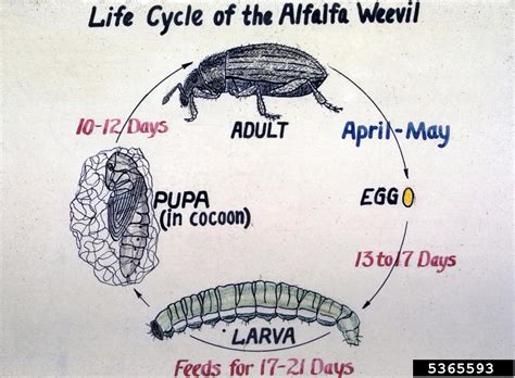 alfalfa weevil (Hypera postica)