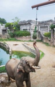 Seoul, Korea: Everland Zoo customizes animal welfare programs with ZIMS - Species360