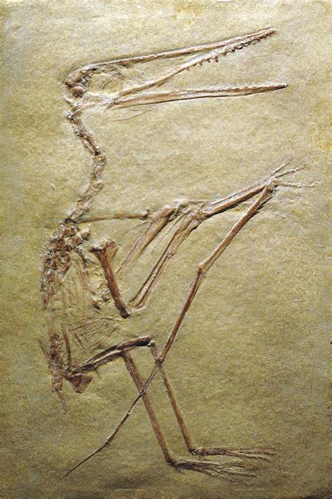 Pterosaur Fossil Photograph by Chris Hellier