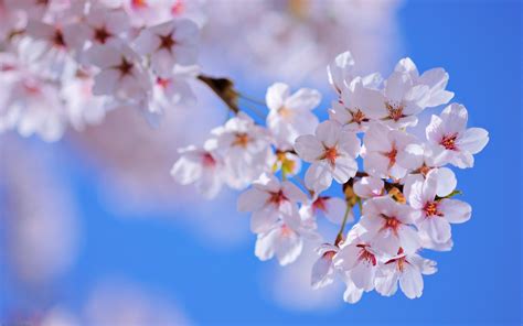 nature, Sunny, Spring, Flower, Tree, Blossom Wallpapers HD / Desktop ...