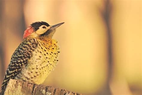 Hairy woodpecker - Birdwatching, Species - Bird Informer