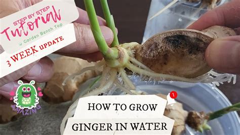 How to Propagate Ginger in Water 3 Week Update (Part 5) - YouTube