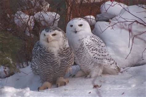 The Size of a Baby Snowy Owl | Animals - mom.me