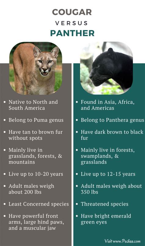 Difference Between Cougar and Panther | Facts, Features, Behaviour