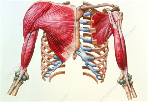 Chest Muscle Anatomy Diagram : The dominant muscle in the upper chest is the pectoralis major ...