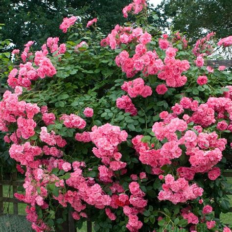 Nearly thornless stems produce an abundance of deliciously sweet scented double pink flowers ...