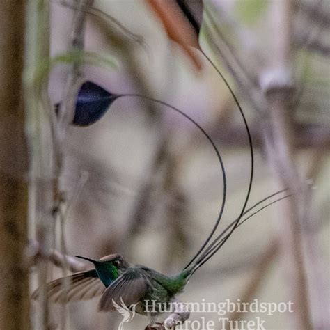 Marvelous Spatuletail | Hummingbird Facts Information | Hummingbird ...