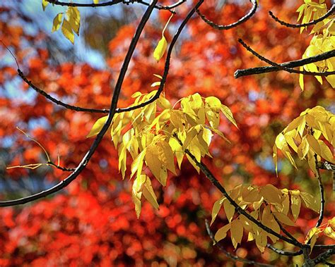 Autumn Foliage in Bar Harbor, Maine Photograph by Bill Swartwout