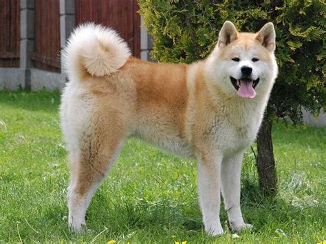 Akita Inu - Giống Chó Hoàng Gia Đến Từ Nhật Bản | Siêu Pet