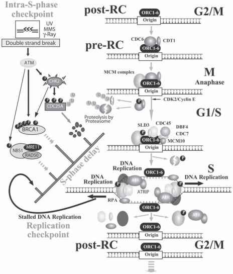 SPhase Checkpoint in Response to DNA Replication Stress - Spindle ...