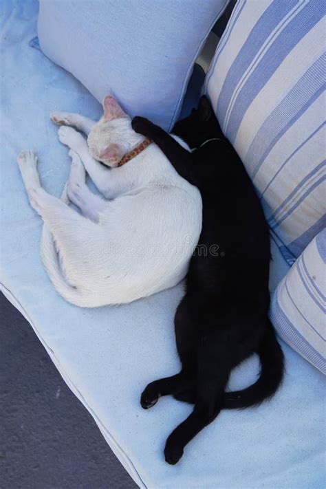 Black Cat and White Cat Cuddling on a Couch Stock Photo - Image of ...