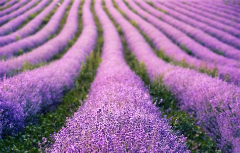 Lavender Fields Photos, Download The BEST Free Lavender Fields Stock Photos & HD Images