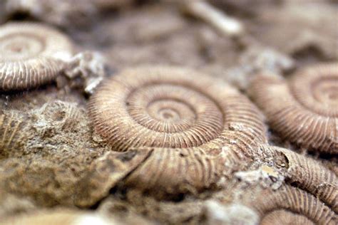 Fossil Wallpapers - Top Free Fossil Backgrounds - WallpaperAccess