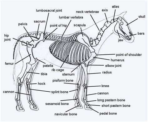 Diagrams of the Horse - The Horse Life